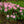 Load image into Gallery viewer, Scintillation Rhododendron