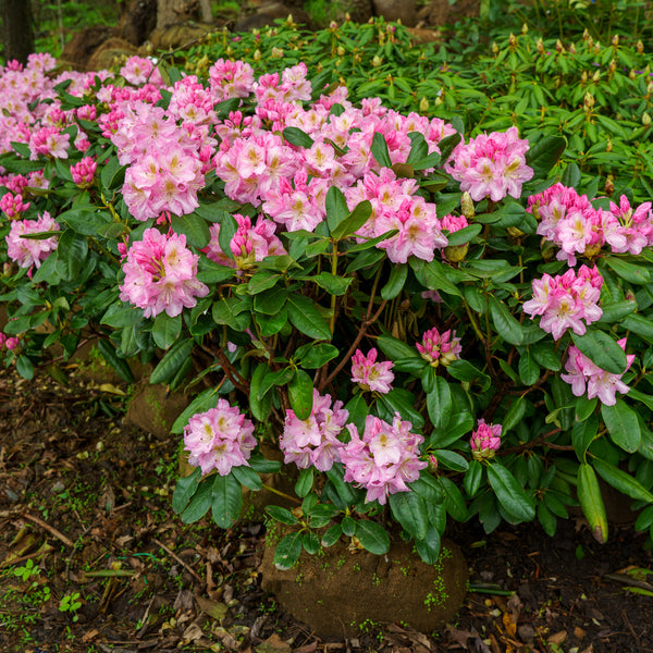 Scintillation Rhododendron