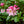 Load image into Gallery viewer, Scintillation Rhododendron
