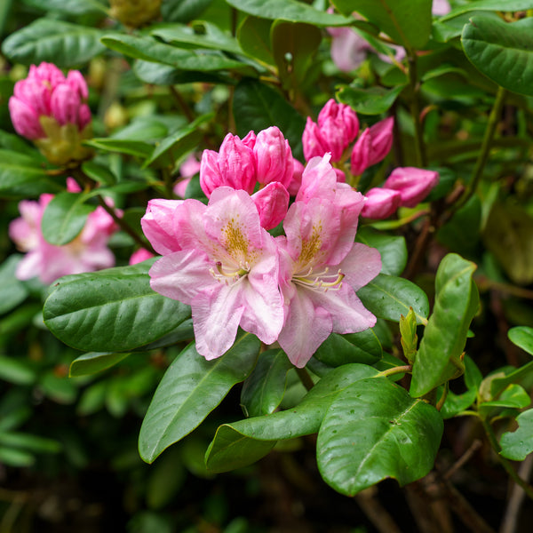 Scintillation Rhododendron