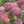 Load image into Gallery viewer, Incrediball Blush Hydrangea - Hydrangea - Shrubs