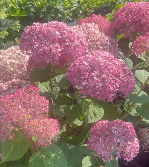 Incrediball Blush Smooth Hydrangea