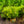 Load image into Gallery viewer, Sea Green Chinese Juniper