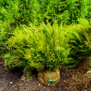 Sea Green Chinese Juniper