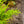 Load image into Gallery viewer, Sea Green Chinese Juniper