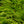 Load image into Gallery viewer, Sea Green Chinese Juniper