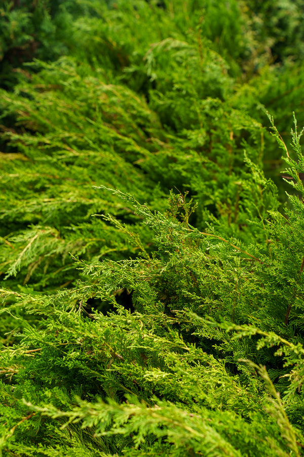 Sea Green Chinese Juniper