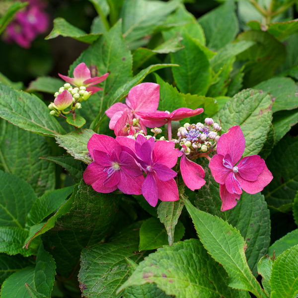 Seaside Serenade Cape May Hydrangea