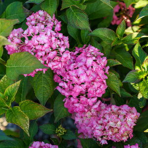 Seaside Serenade Hamptons Hydrangea