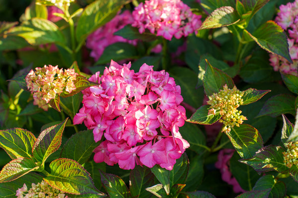 Seaside Serenade Hamptons Hydrangea