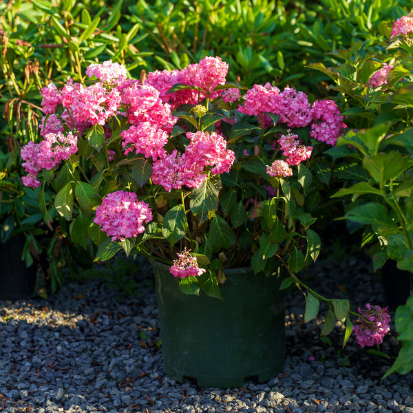 Seaside Serenade Hamptons Hydrangea
