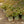 Load image into Gallery viewer, Seaside Serenade Hamptons Hydrangea