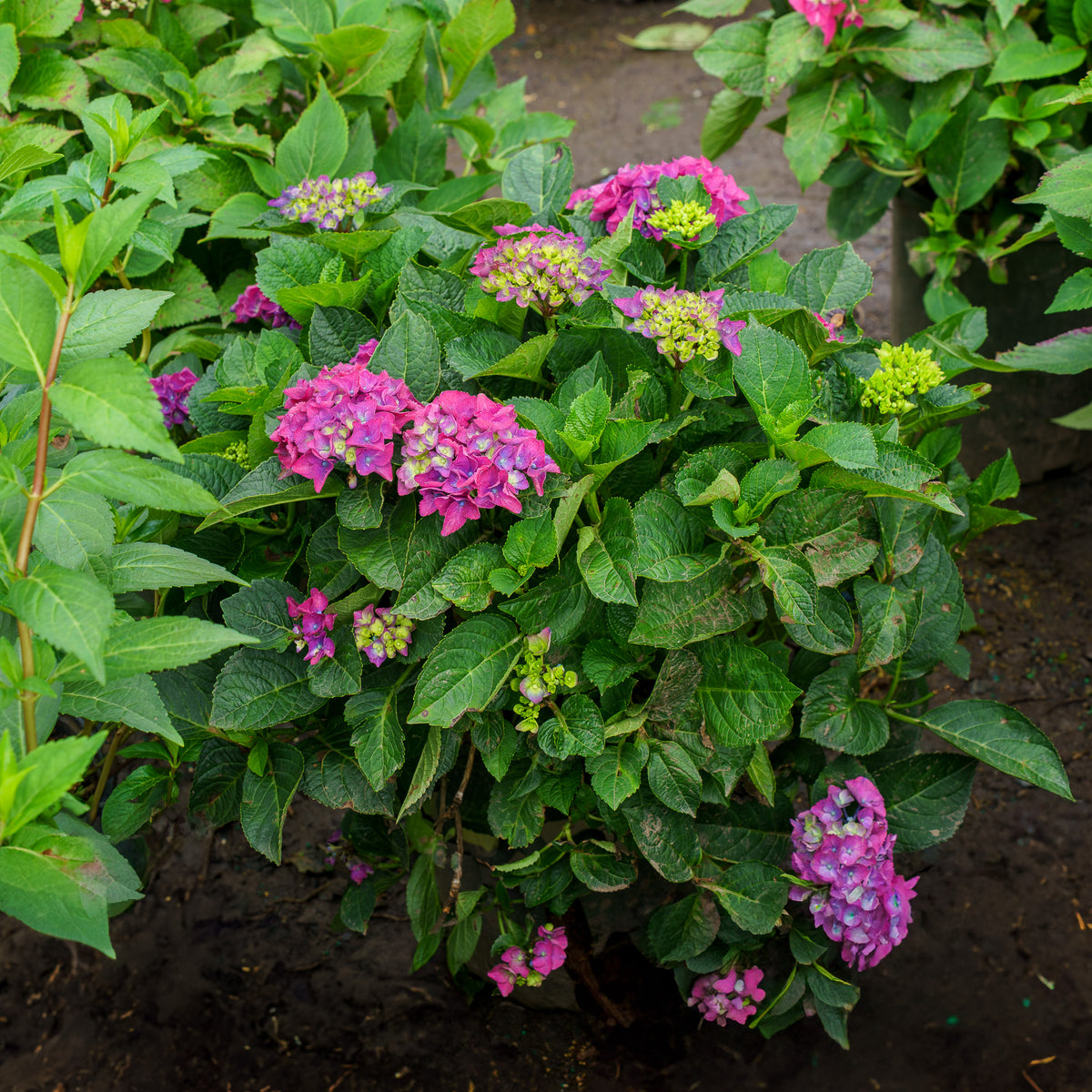 Seaside Serenade Newport Hydrangea – Plant Detectives