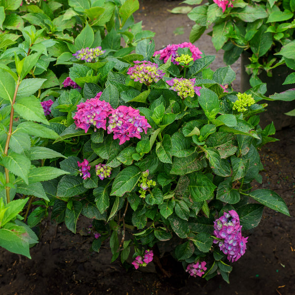 Seaside Serenade Newport Hydrangea