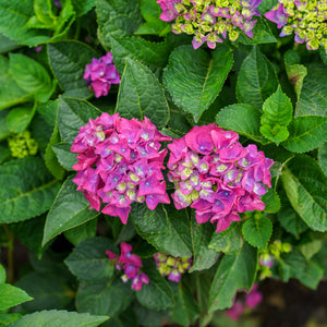 Seaside Serenade Newport Hydrangea