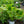 Load image into Gallery viewer, Seducer Hosta
