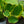 Load image into Gallery viewer, Seducer Hosta