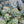 Load image into Gallery viewer, Corsican Stonecrop - Sedum Succulents - Perennials
