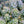 Load image into Gallery viewer, Corsican Stonecrop - Sedum Succulents - Perennials