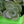 Load image into Gallery viewer, Lime Zinger Sedum - Sedum Succulents - Perennials
