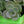 Load image into Gallery viewer, Lime Zinger Sedum - Sedum Succulents - Perennials