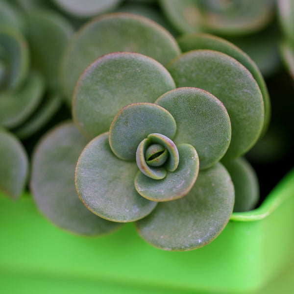 Lime Zinger Sedum - Sedum Succulents - Perennials
