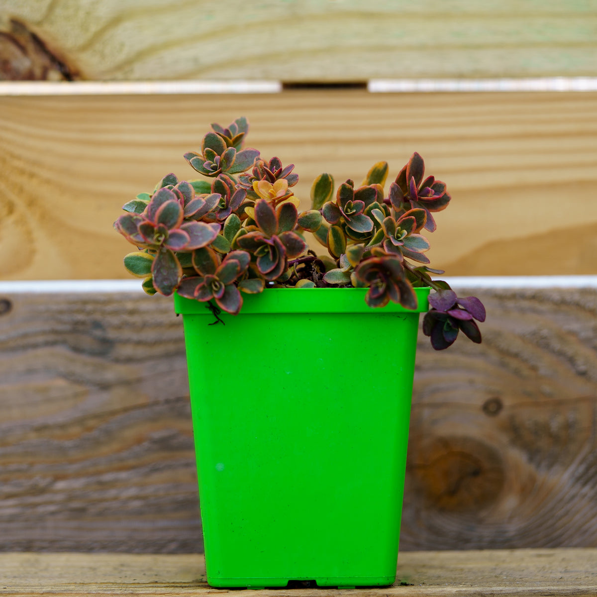 SunSparkler Wildfire Stonecrop – Plant Detectives