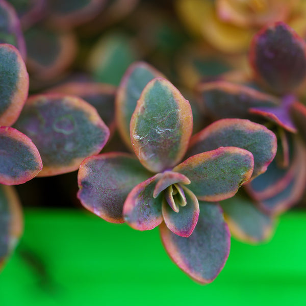 Wildfire Sedum - Sedum Succulents - Perennials