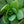 Load image into Gallery viewer, Class Act Sedum - Early Spring Sedum Succulents - Perennials
