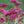Load image into Gallery viewer, Class Act Sedum - Early Spring Sedum Succulents - Perennials