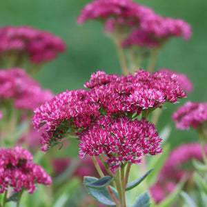 Class Act Sedum - Early Spring Sedum Succulents - Perennials