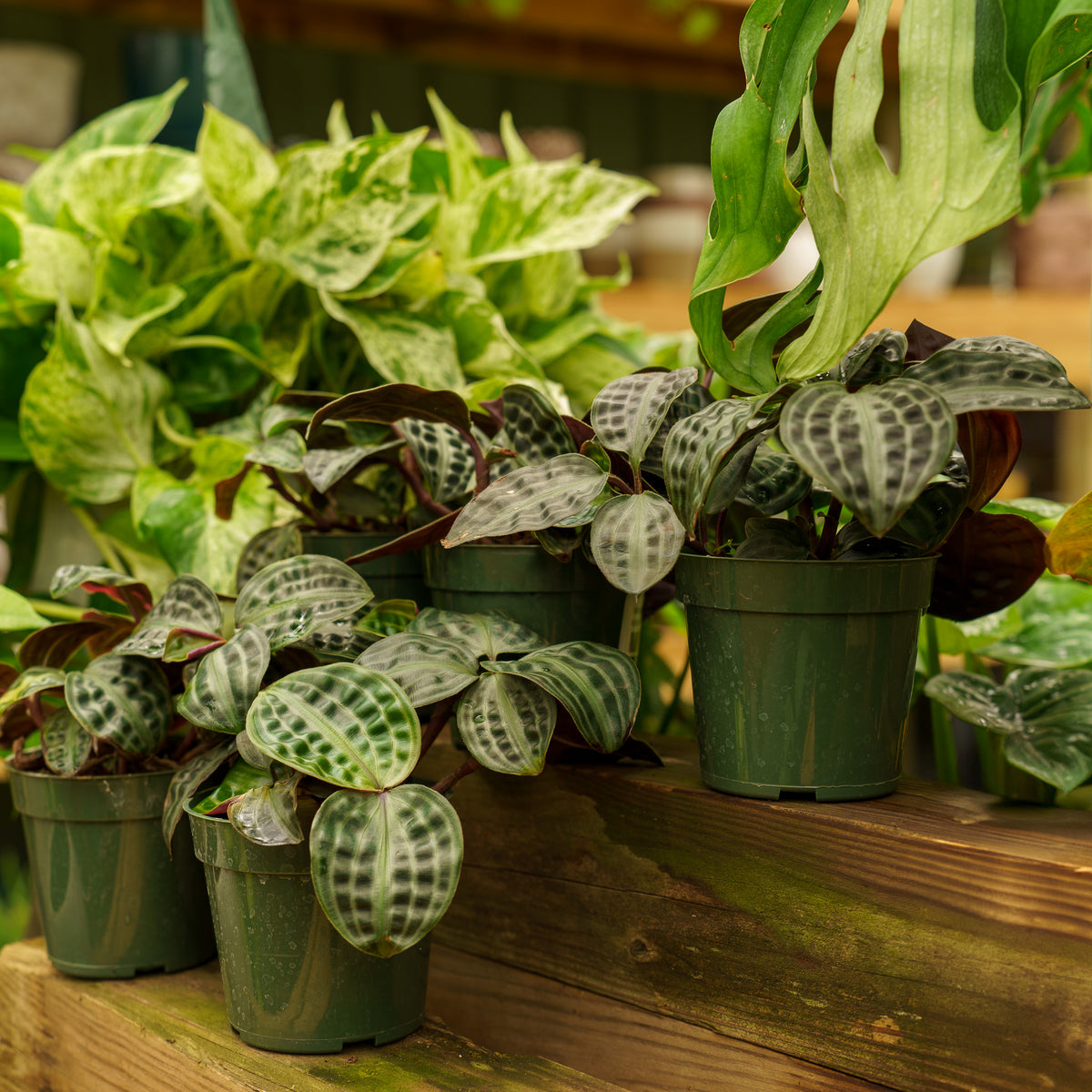 Seersucker Plant  Plant Detectives