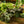 Load image into Gallery viewer, Seersucker Plant