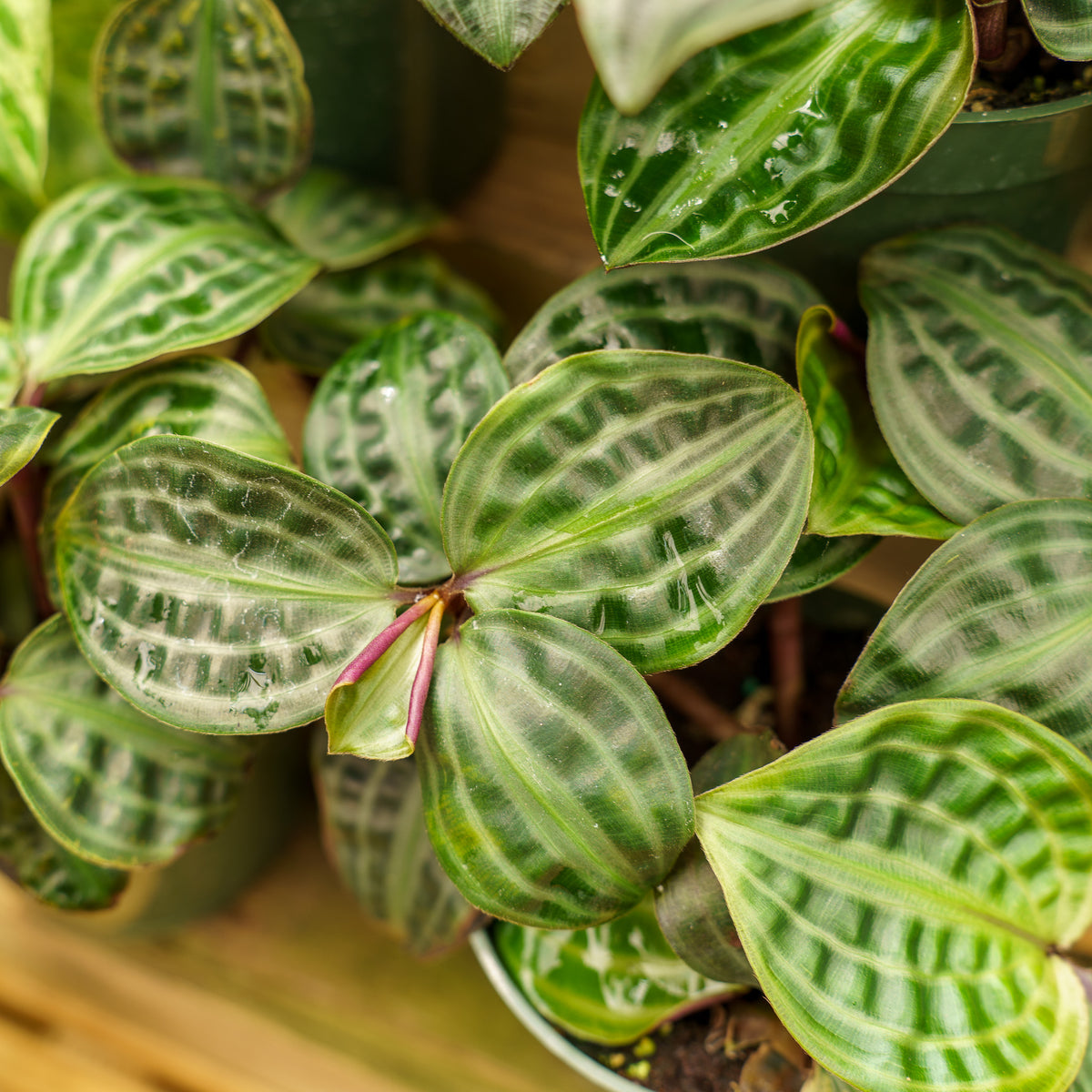 Seersucker Plant – Plant Detectives