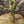 Load image into Gallery viewer, Seiryu Japanese Maple
