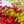 Load image into Gallery viewer, Seiryu Japanese Maple - Japanese Maple - Japanese Maples