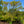 Load image into Gallery viewer, Seiryu Japanese Maple