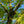 Load image into Gallery viewer, Seiryu Japanese Maple