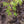Load image into Gallery viewer, Seiryu Japanese Maple