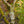 Load image into Gallery viewer, Seiryu Japanese Maple