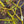 Load image into Gallery viewer, Seiryu Japanese Maple