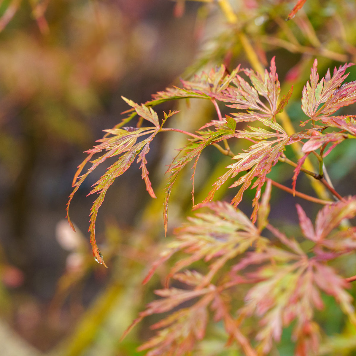 Seiryu Japanese Maple – Plant Detectives