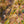 Load image into Gallery viewer, Seiryu Japanese Maple