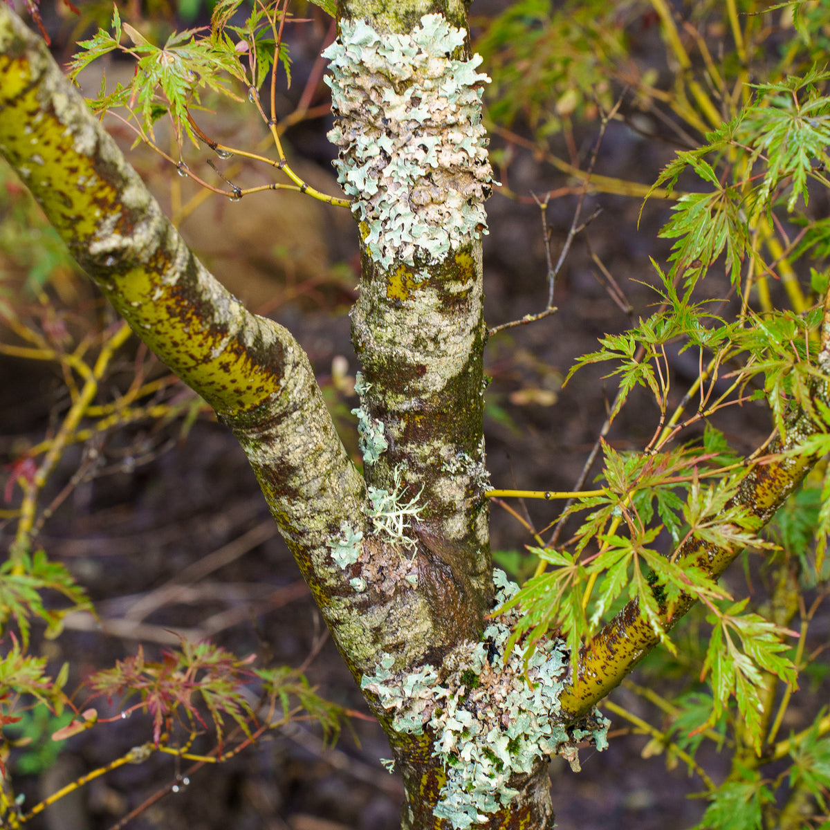 Seiryu Japanese Maple – Plant Detectives