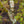 Load image into Gallery viewer, Seiryu Japanese Maple