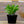 Load image into Gallery viewer, Sempervivum Living Canvas