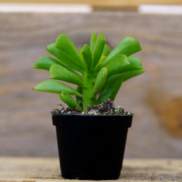 Sempervivum Living Canvas