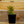 Load image into Gallery viewer, Sempervivum Living Canvas