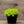 Load image into Gallery viewer, Sempervivum Living Canvas