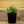 Load image into Gallery viewer, Sempervivum Living Canvas